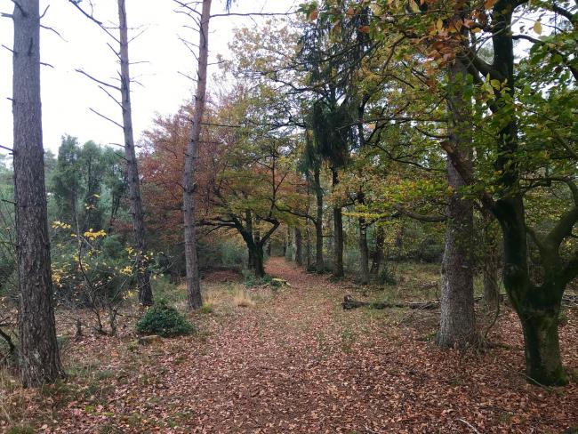 Prachtige herfstkleuren in het bos.