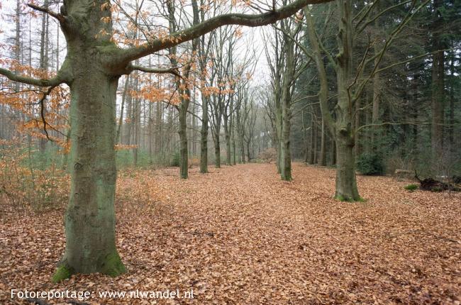 Franse Kamp en Spanderswoud