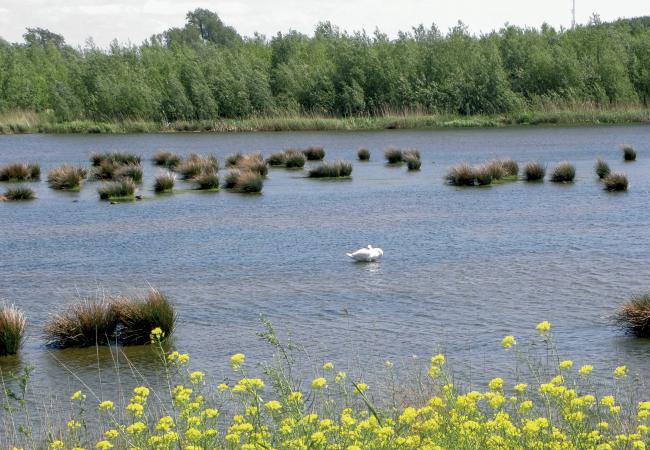 Biesbosch