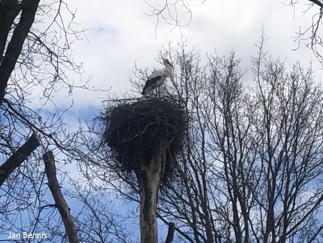 een ooievaar op zijn nest
