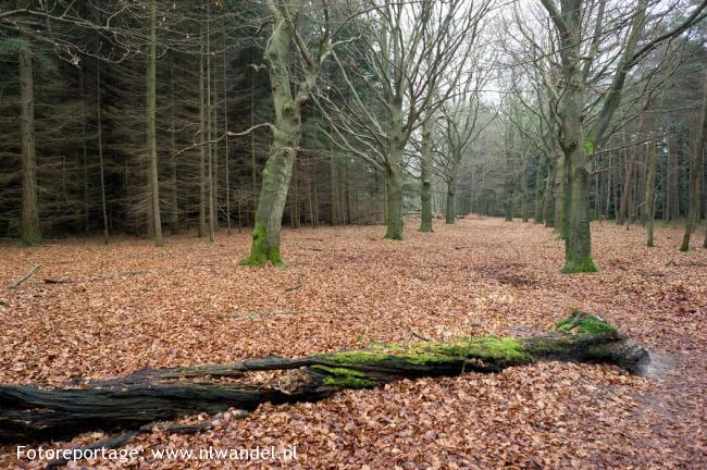 's Graveland - Huizen