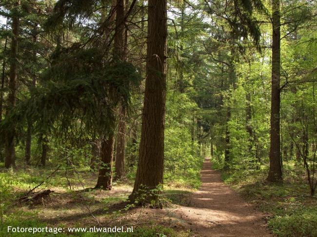 Wolfhezer bos