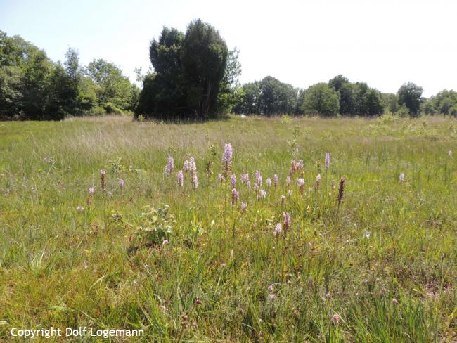 Twee orchideeënparadijzen bij Barchem