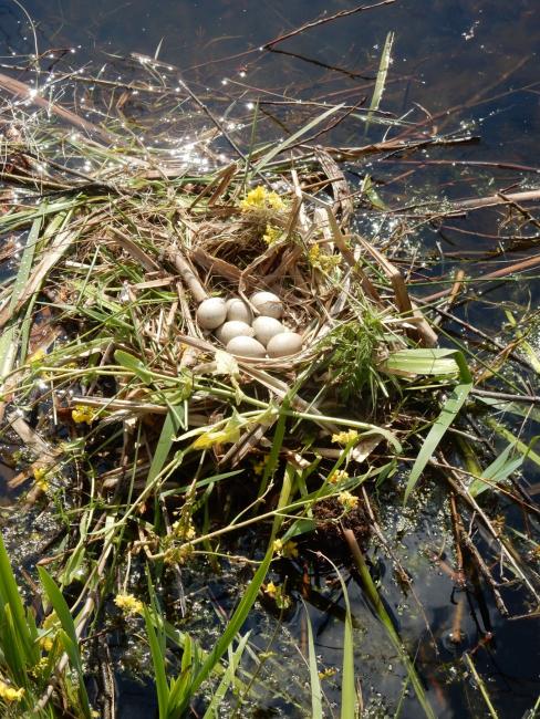 Nest van een meerkoet bij Hekendorp 