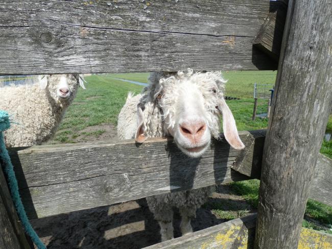 veel leuke klaphekjes met nieuwsgierige schapen