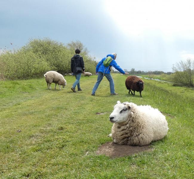 wandelen tussen de schapen