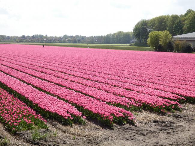 Schitterend tulpenveld bij de start! (Op 15 mei)