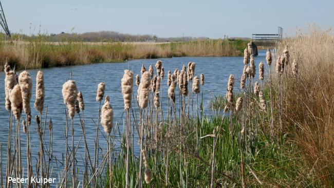 Nieuwe natuur en waterberging in de Eendragtspolder