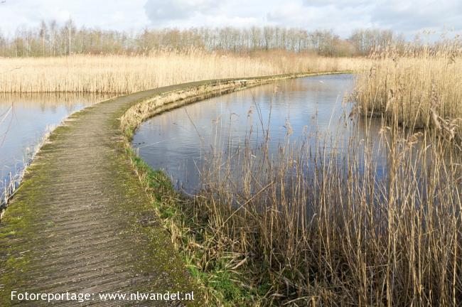 Knuppelpad door rietland