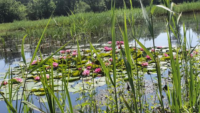 Waterlelies in bloei