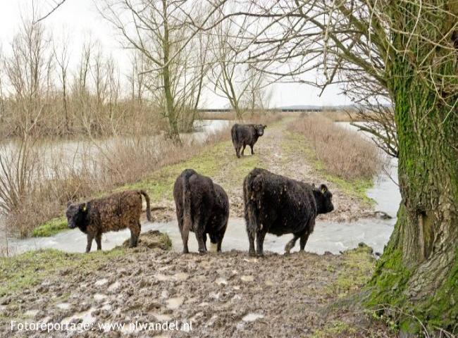 Groene Wissel Arnhem Zuid