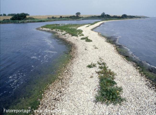 Springersdiep, mosselpercelen