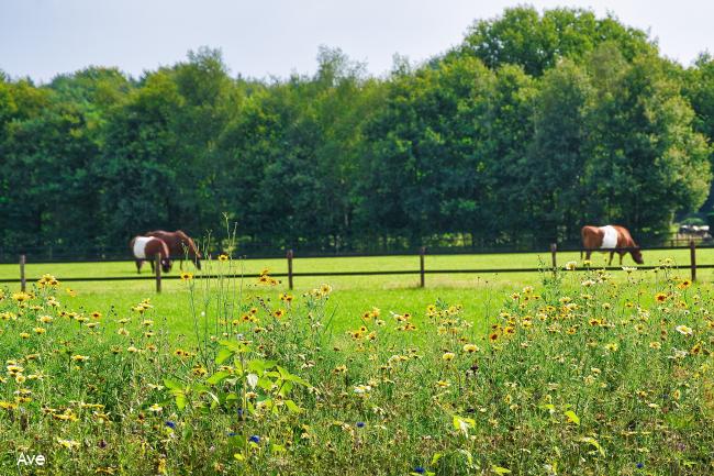 Mooie bermbloemen met Lakenvelder koeien op de achtergrond  nabij Vierhouten