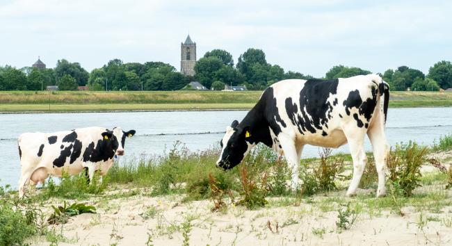 Groene Wissel Tiel