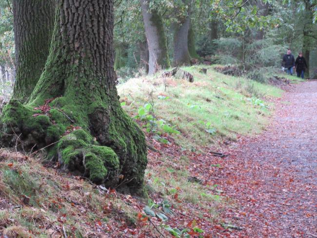 Houtwal in het Van der Huchtbos 