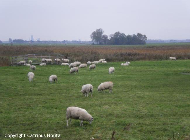 Elfstedentocht 14e etappe - uitzicht op Leeuwarden