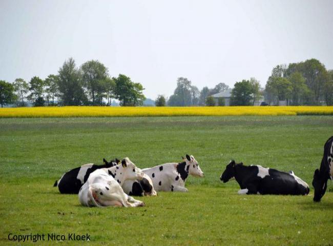 Elfstedentocht - etappe 2