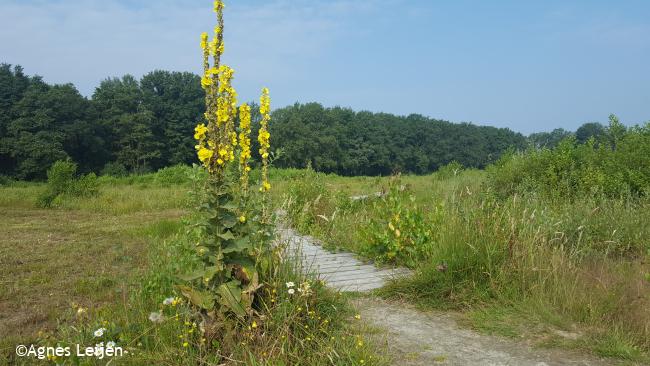 Groeten uit Nederweert-Eind