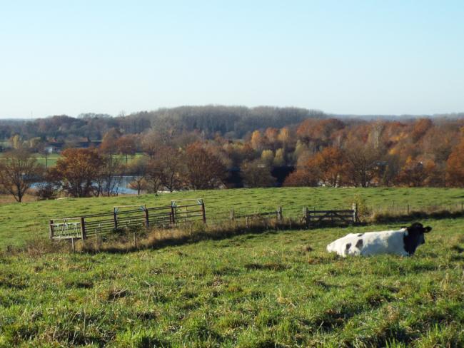 Uitzicht vanuit de Vlagheide