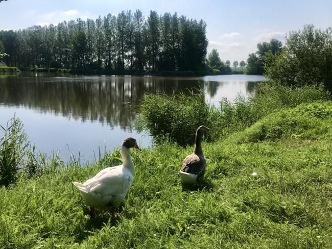 Groot Eiland en Hulst