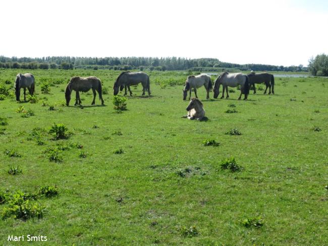 Oostvaardersveld
