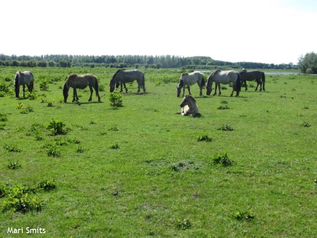 Rondje Lelystad 3 Zuid