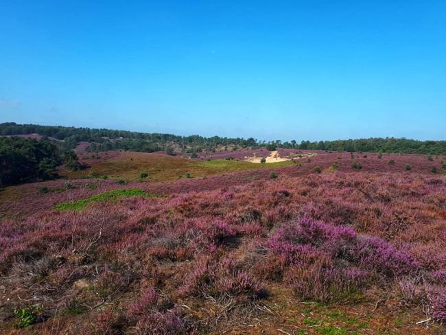 Knopenrondje Herikhuizerveld