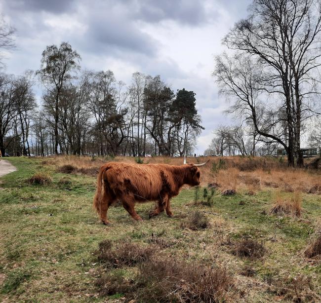 Knopenrondje Onzalige Bossen