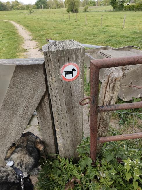 Honden niet toegestaan 