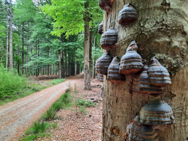 Knopenrondje Hof te Dieren