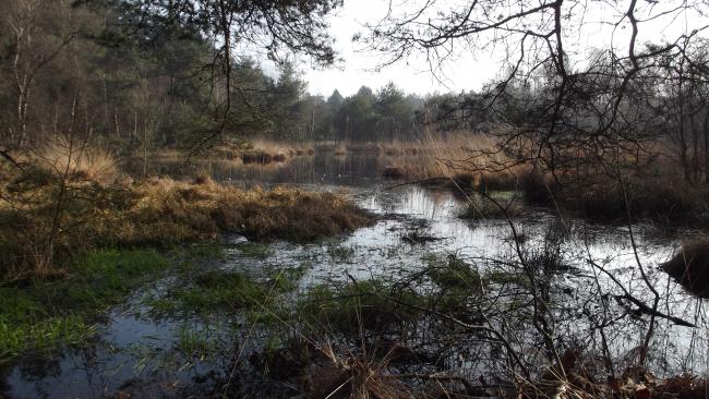 de Hazenputten