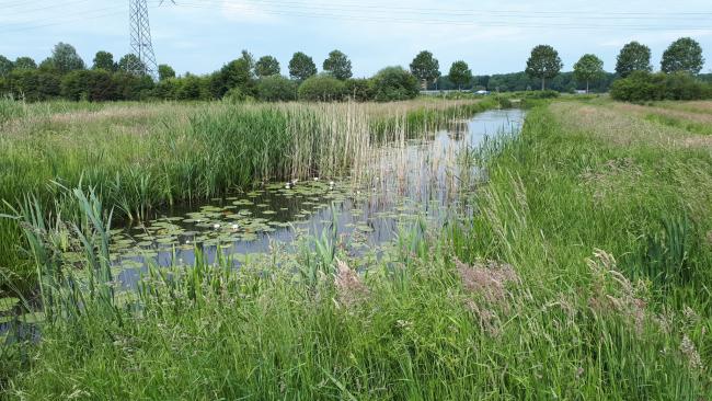 Knopenrondje Noorderpark Ruigenhoek