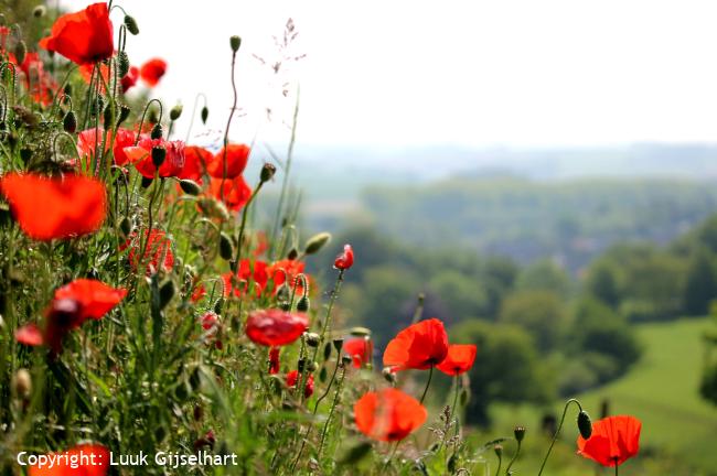 NS-wandeling Valkenburg aan de Geul