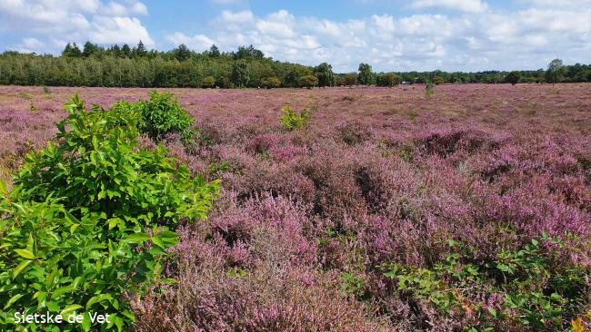 Zuider- en Westerheide Laren