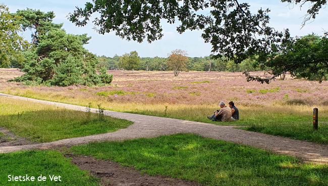 Hoorneboegse Heide en Zonnestraal