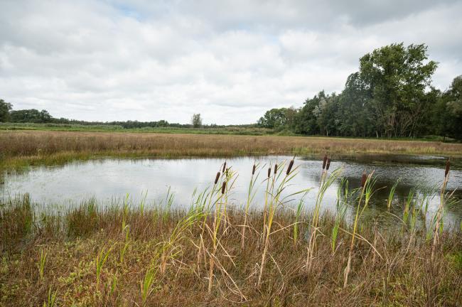 Hilversumse Meent en Naardermeer