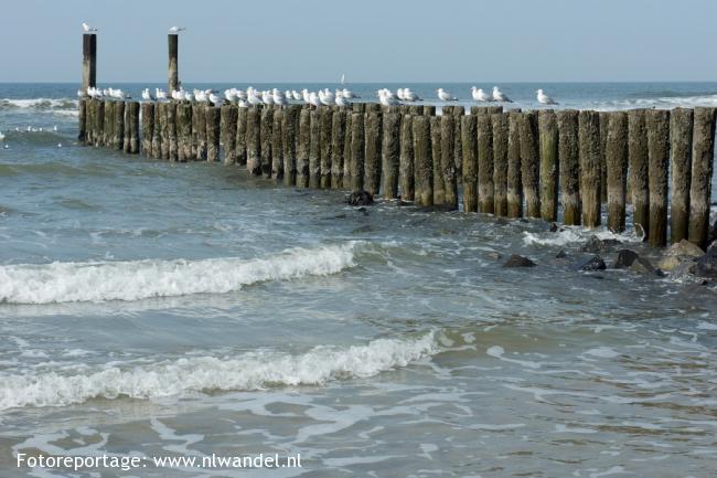 Groene Wissel Domburg