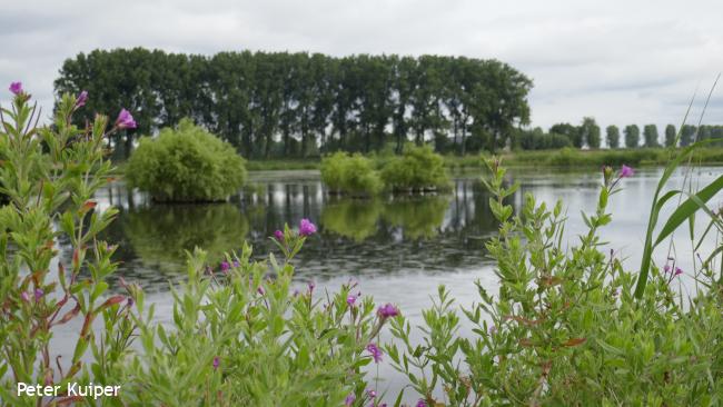 Eiland van Dordrecht