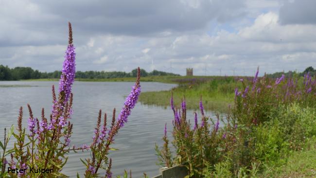 Door de Hoekse Waard