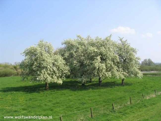 Lente in de IJsseluiterwaarden