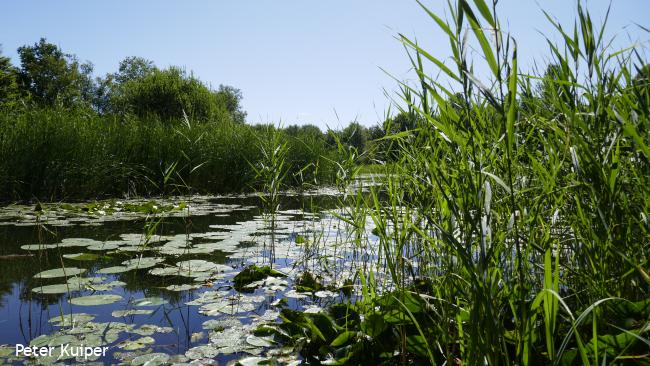 Vanuit Rockanje door Voornes Duin