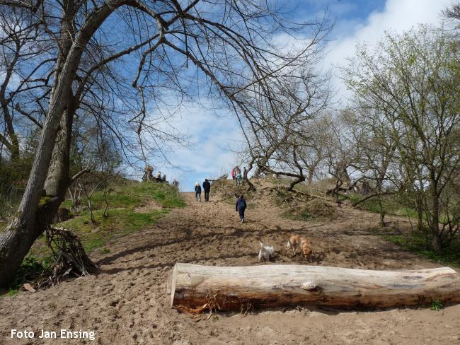 Boswandeling binnenduinbos Overveen