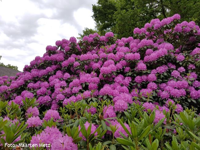 Rhododendrons bij De Oosterhof
