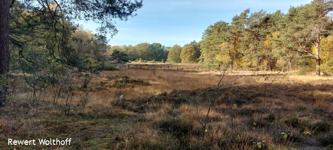 Witte Veen