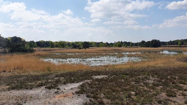 Knopenrondje De Moeren - Buisse Heide