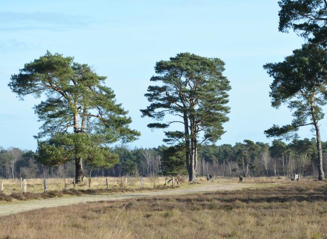 Eefde Gorsselse Heide