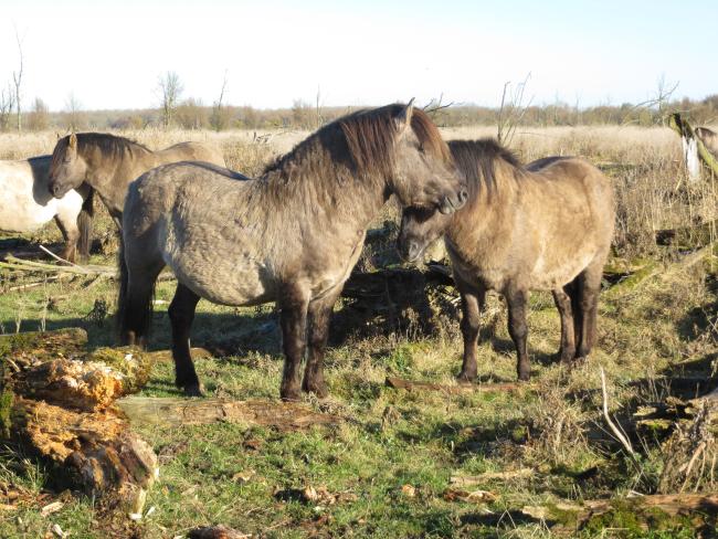 Voetstapper Oostvaardersplassen