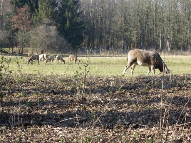 Voetstapper Natuurpark