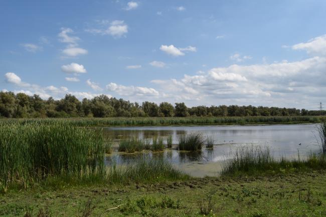 Voetstapper Oostvaardersveld