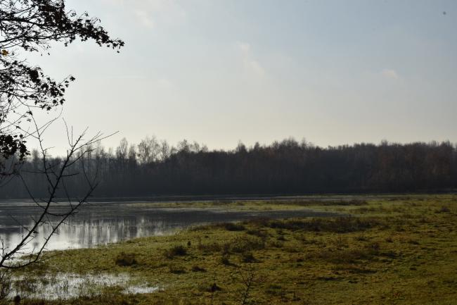 Voetstapper Knarbos
